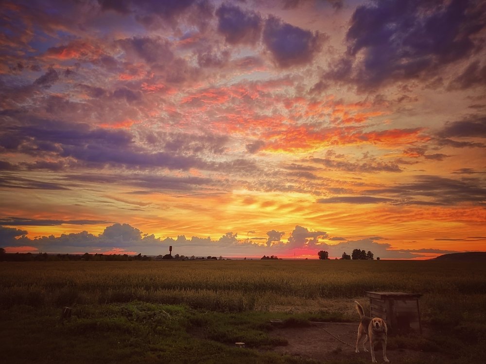 Собачья работа