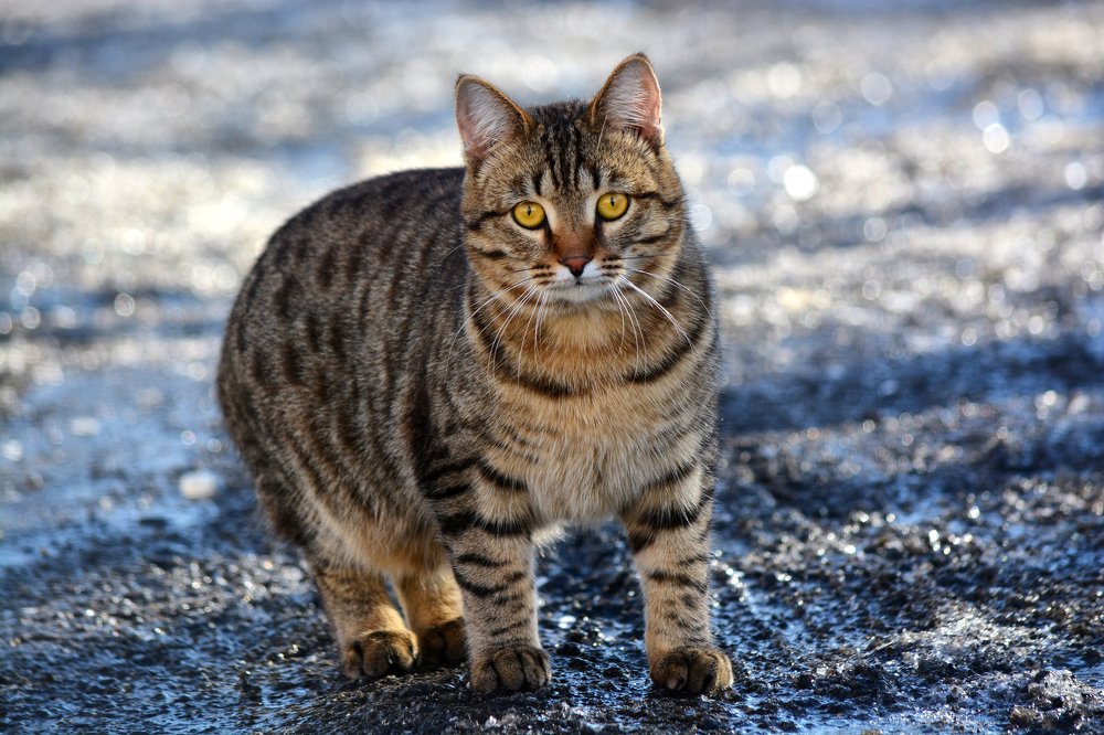 Жёлтые глаза