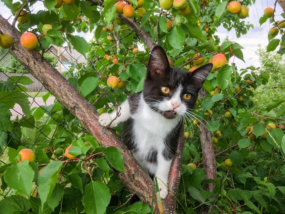 Кот и абрикос