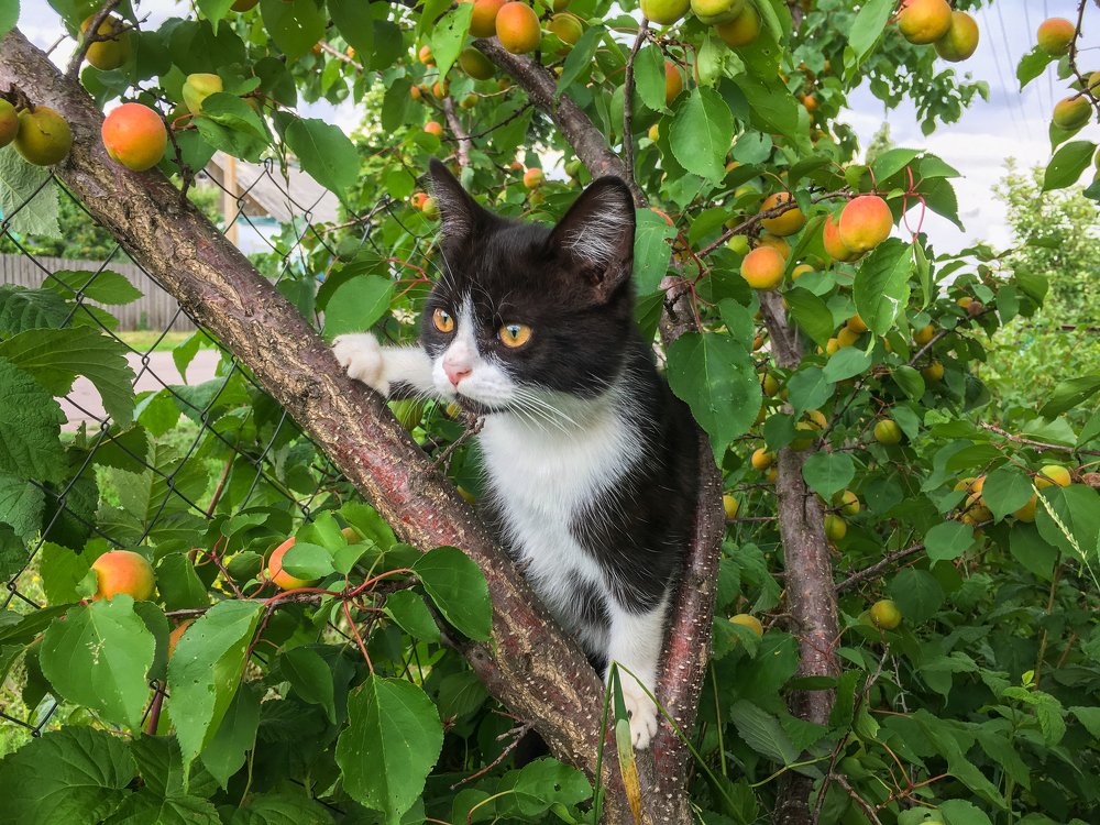 Кот на абрикосе