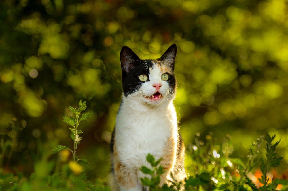 Iranian street cat 1