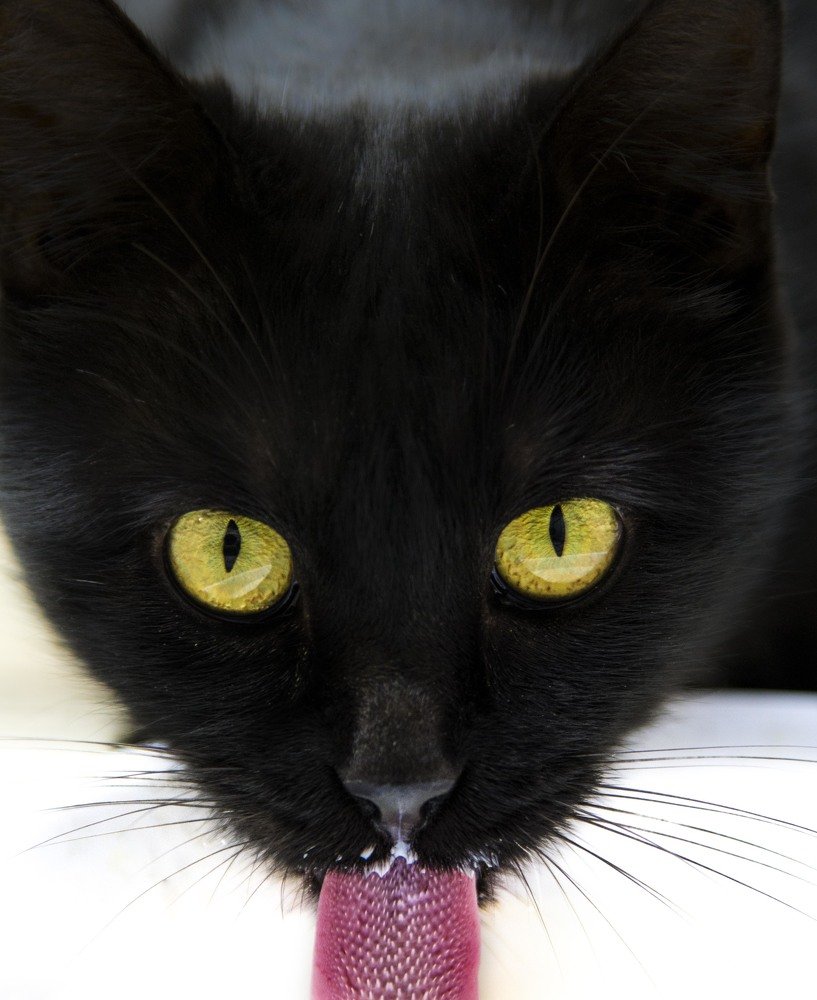 Iranian street cat 2