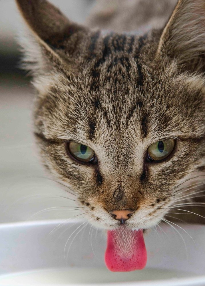 Iranian street cat 3