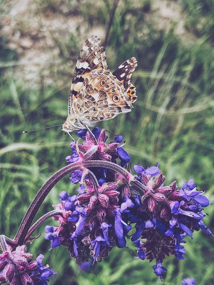 Отдых после обеда