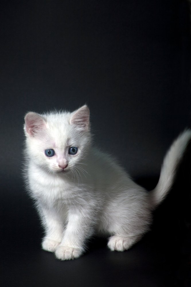 Белое на черном