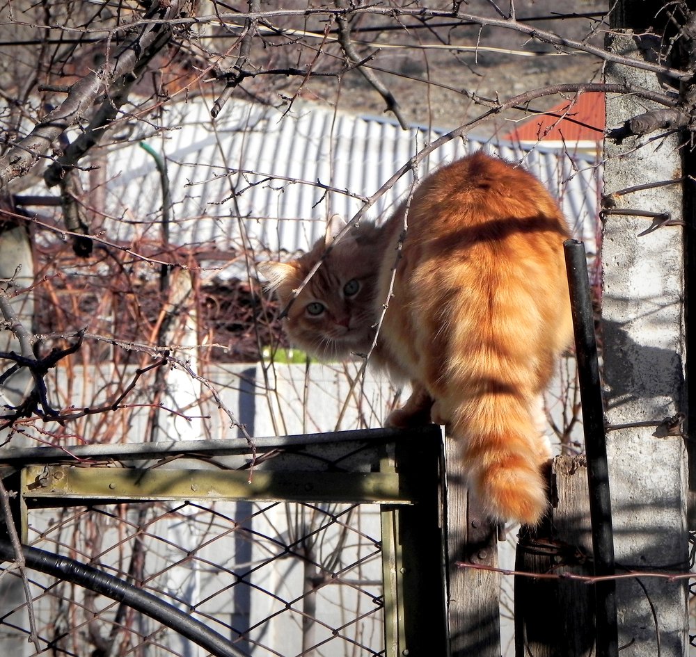 василий деревенский