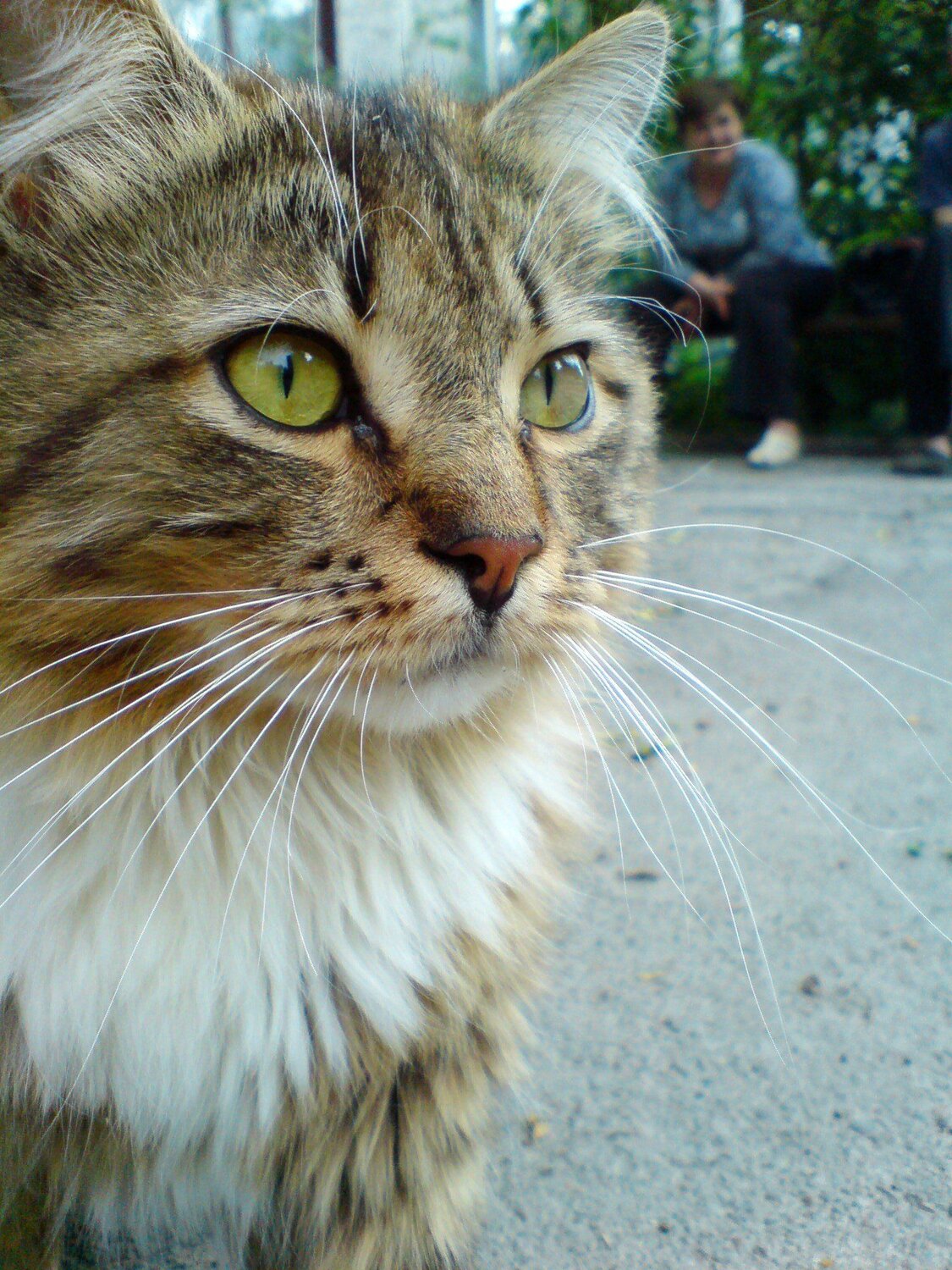 kote