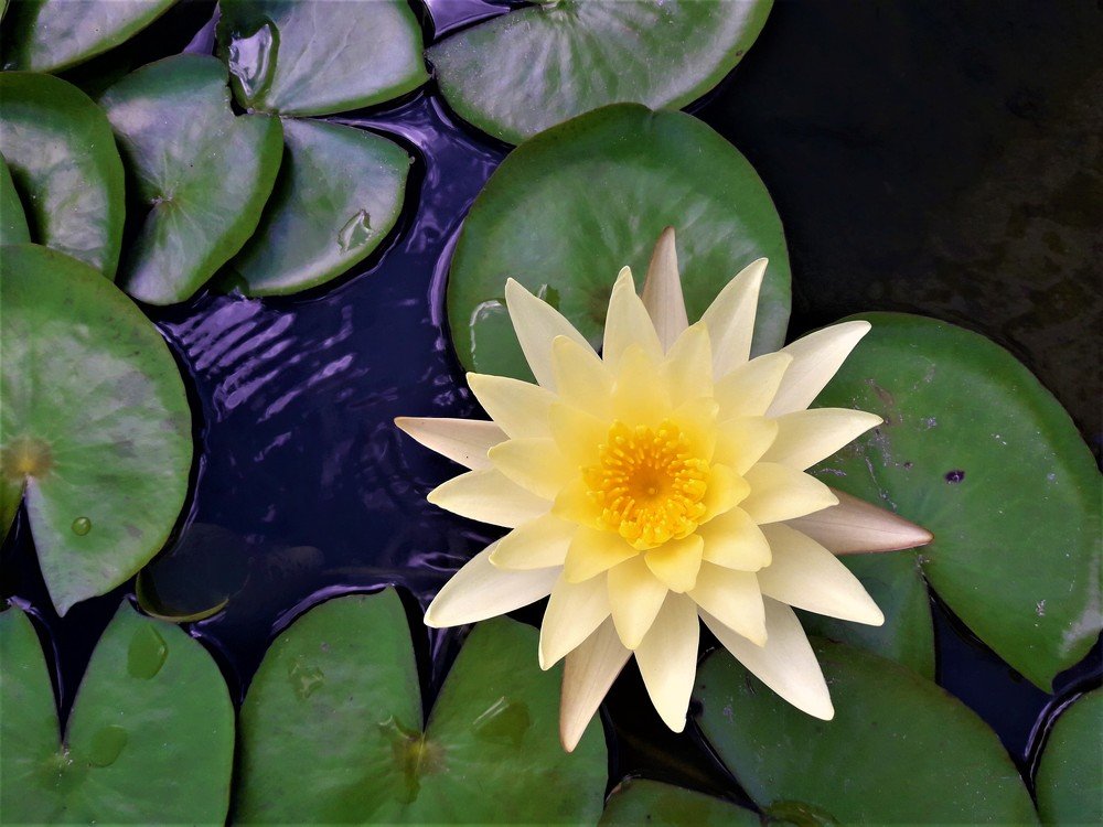 Good photo on the phone