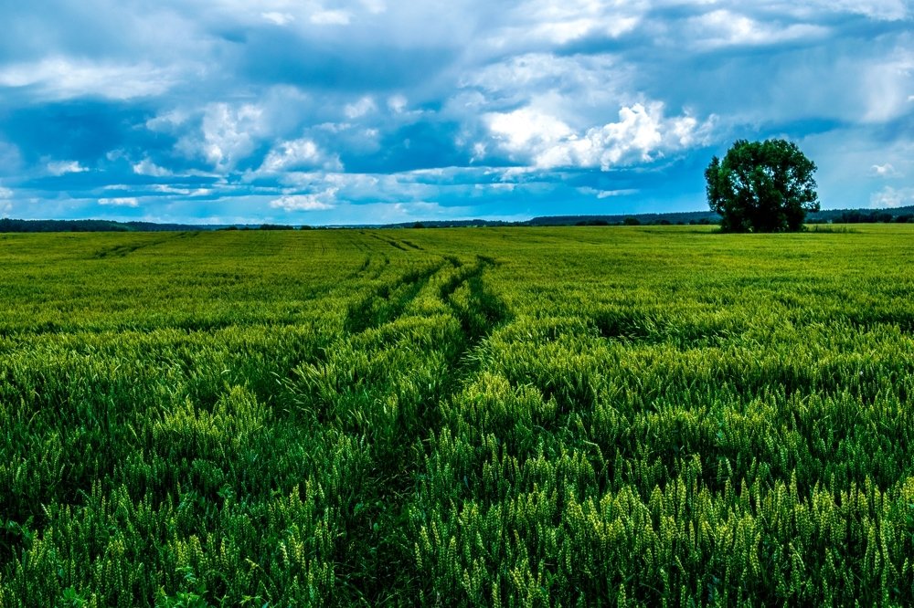 Одинокий куст.