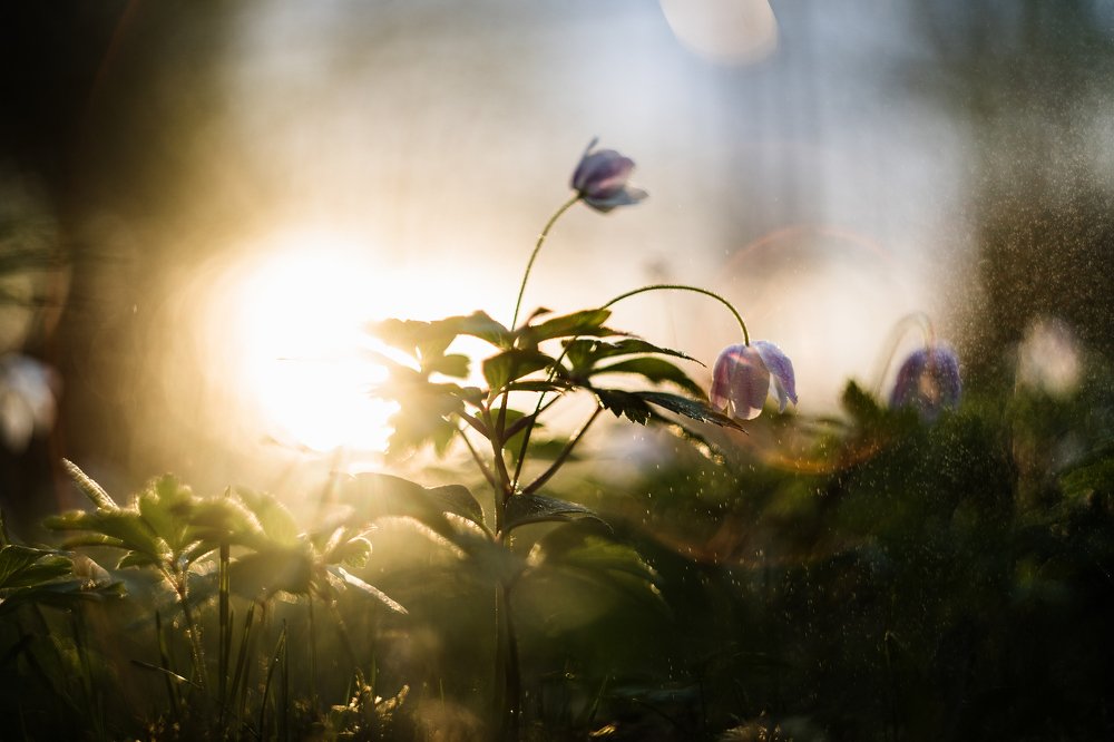 Ветреница закатная
