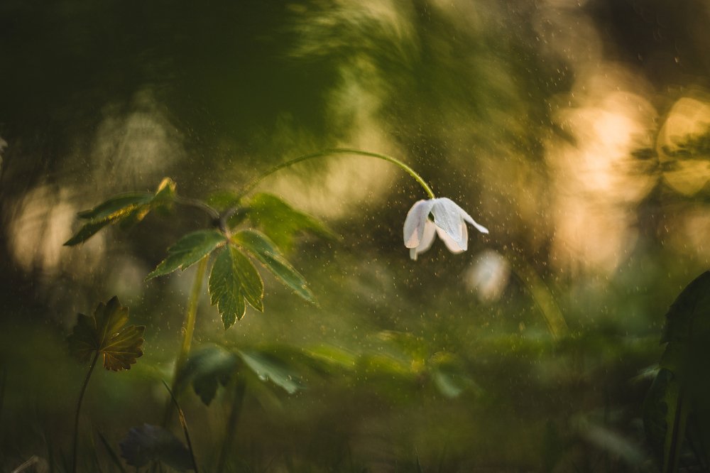 Ветреница закатная