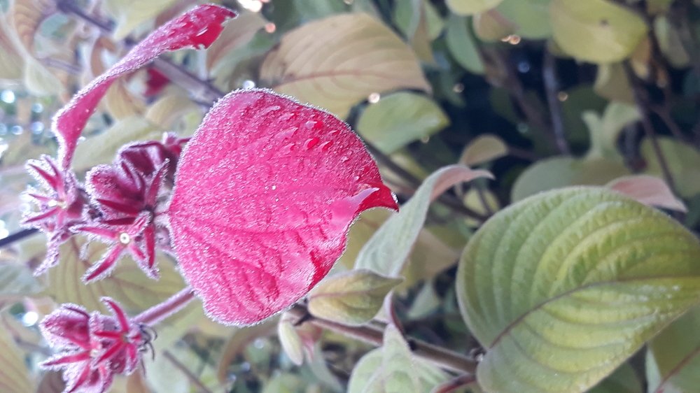 A luz do Inverno
