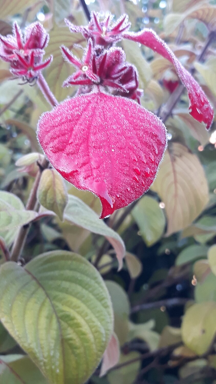 A luz do Inverno