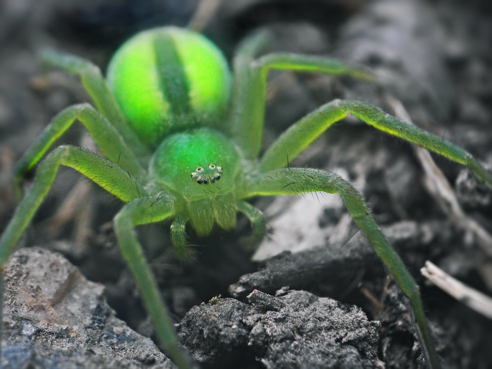 Зелёный ужас.