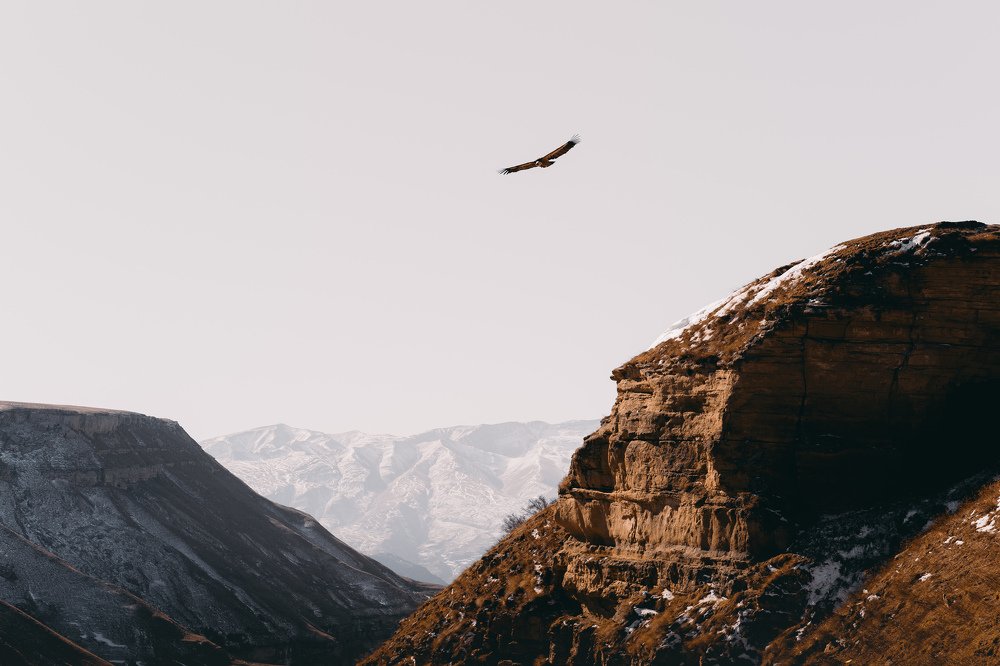 горный орел