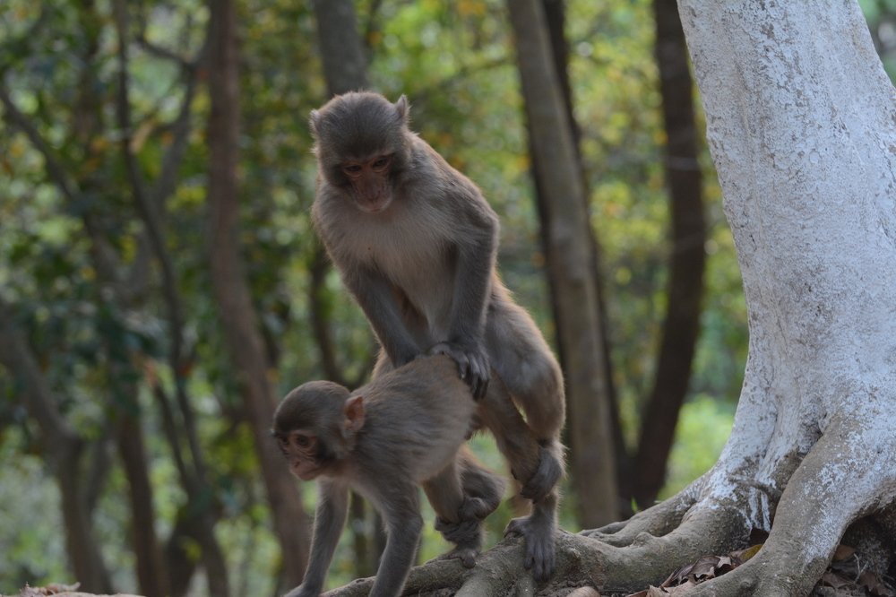 Stream level of Love