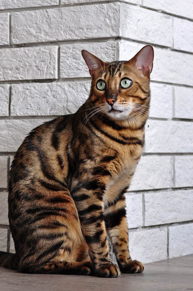 Тойгер кошка