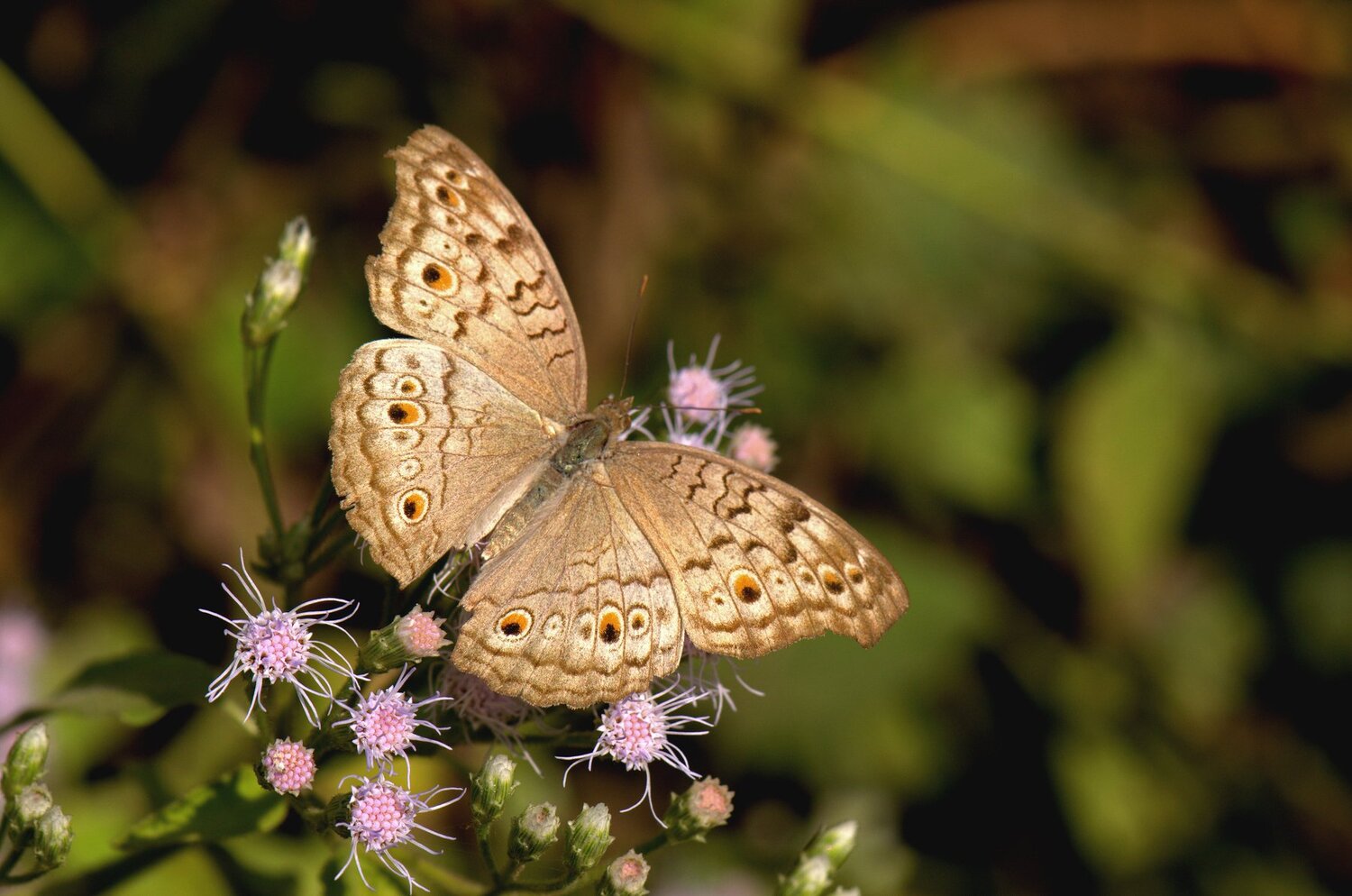 Nature's Wings