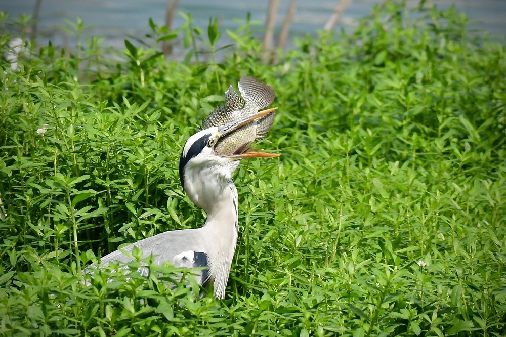 Grey heron with a catch