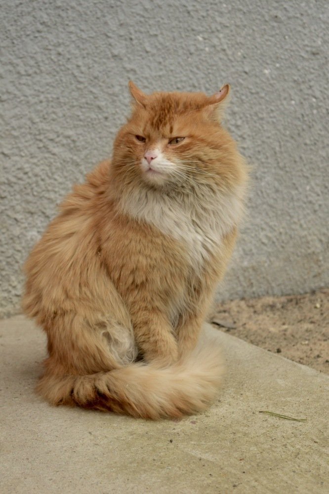 Матёрый кот.