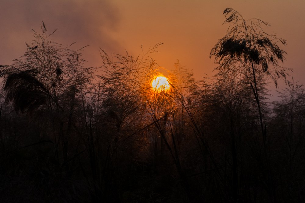 Fire on the Elephant Grass
