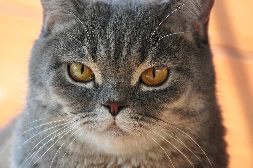 Британский кот