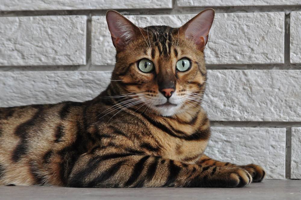 Кошка порода Тойгер