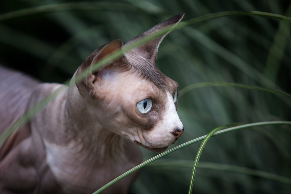 Photograph by Zdenka Janaskova