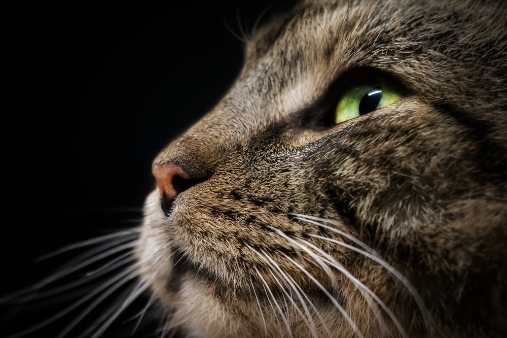 Photograph by Zdenka Janaskova