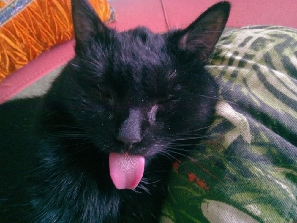 Мой кот почти Эйнштейн