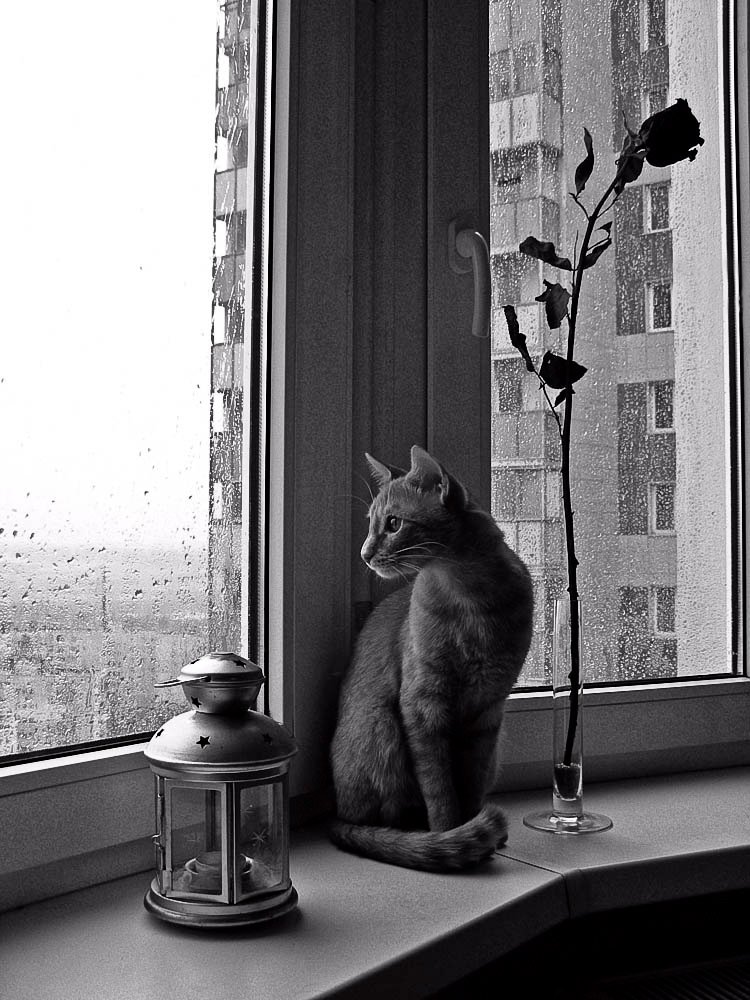 кот и дождь