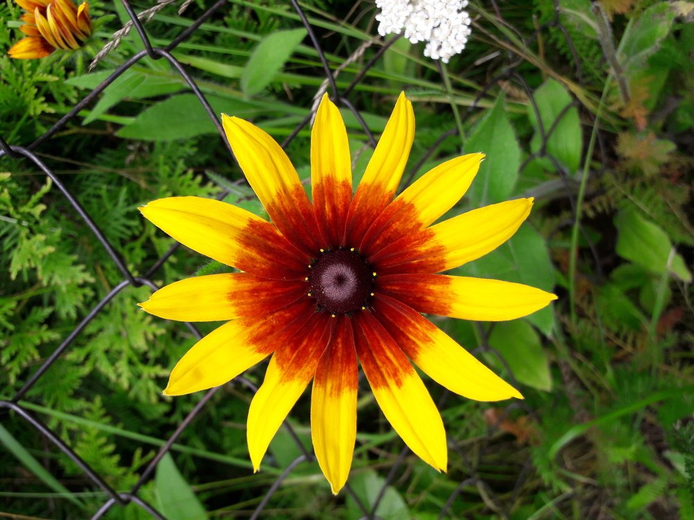 Рутбекия-маленькое солнышко!