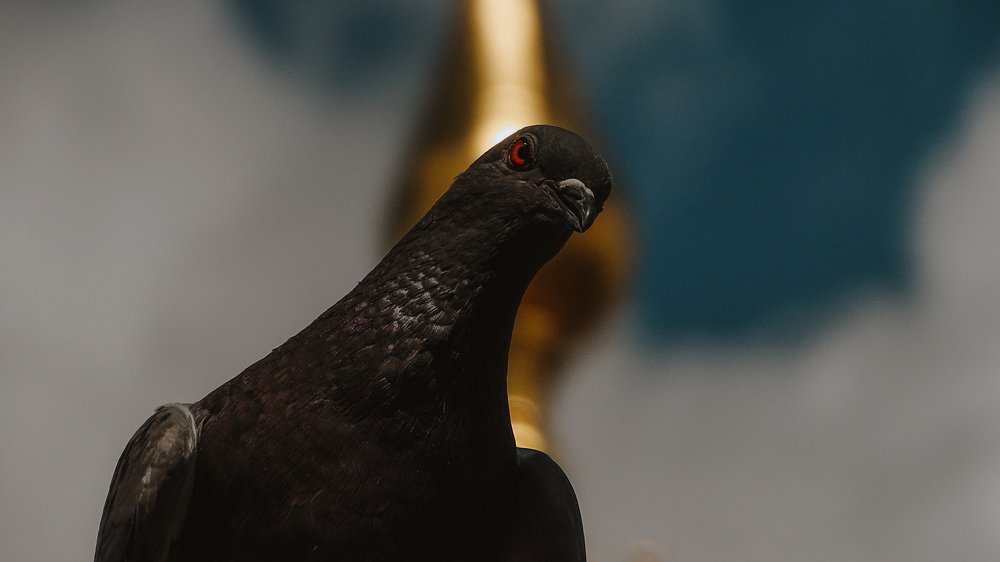 Сила взгляда / The Gaze Power