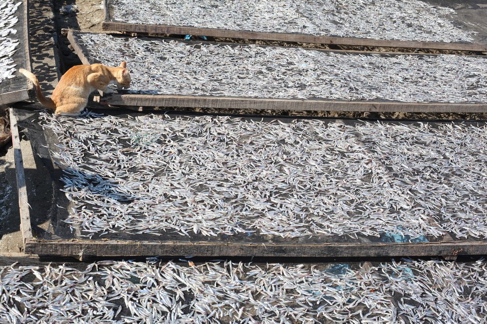 cats steal fish belonging to fishermen