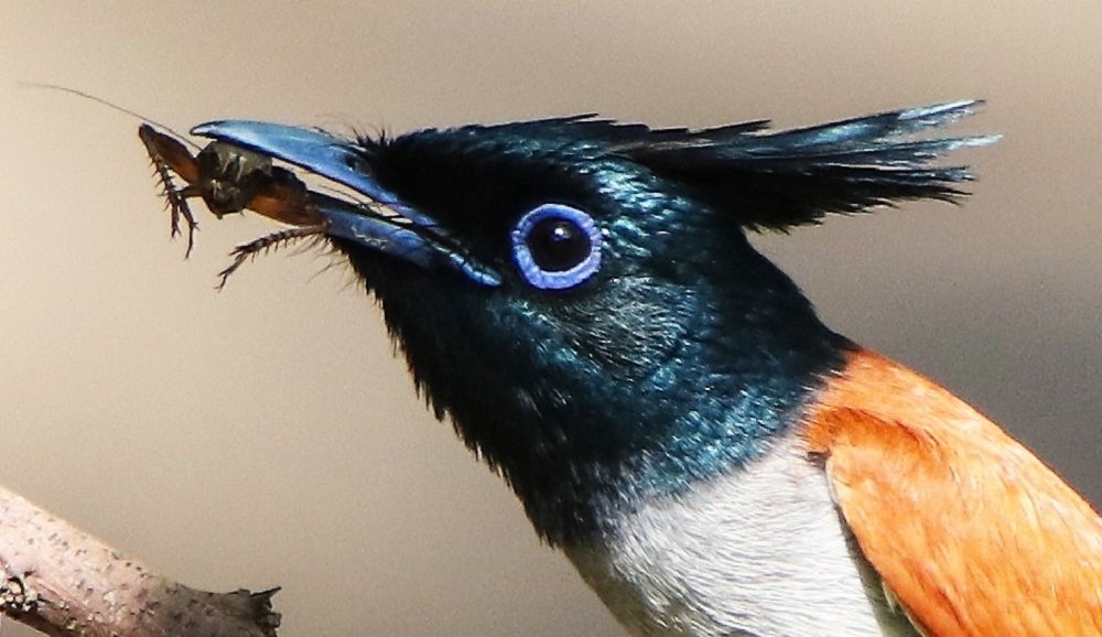 Indian paradise flycatcher with kill.