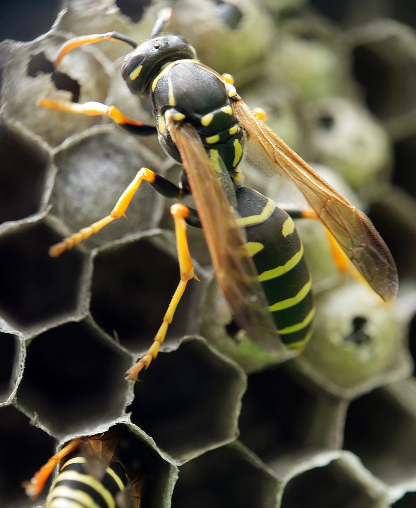 Оса на сотах