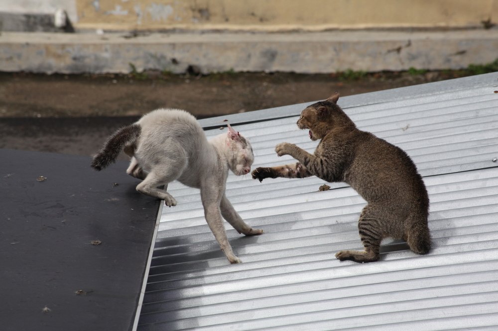 cats fight each other