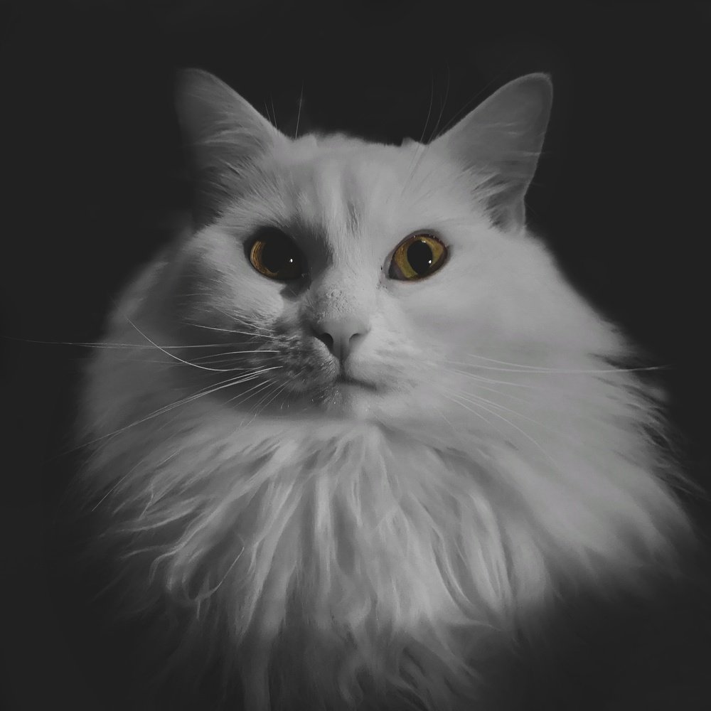 Фотография автора Геннадий Ломеко