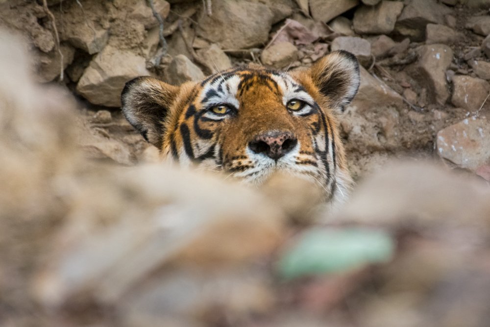 Watchful Eyes