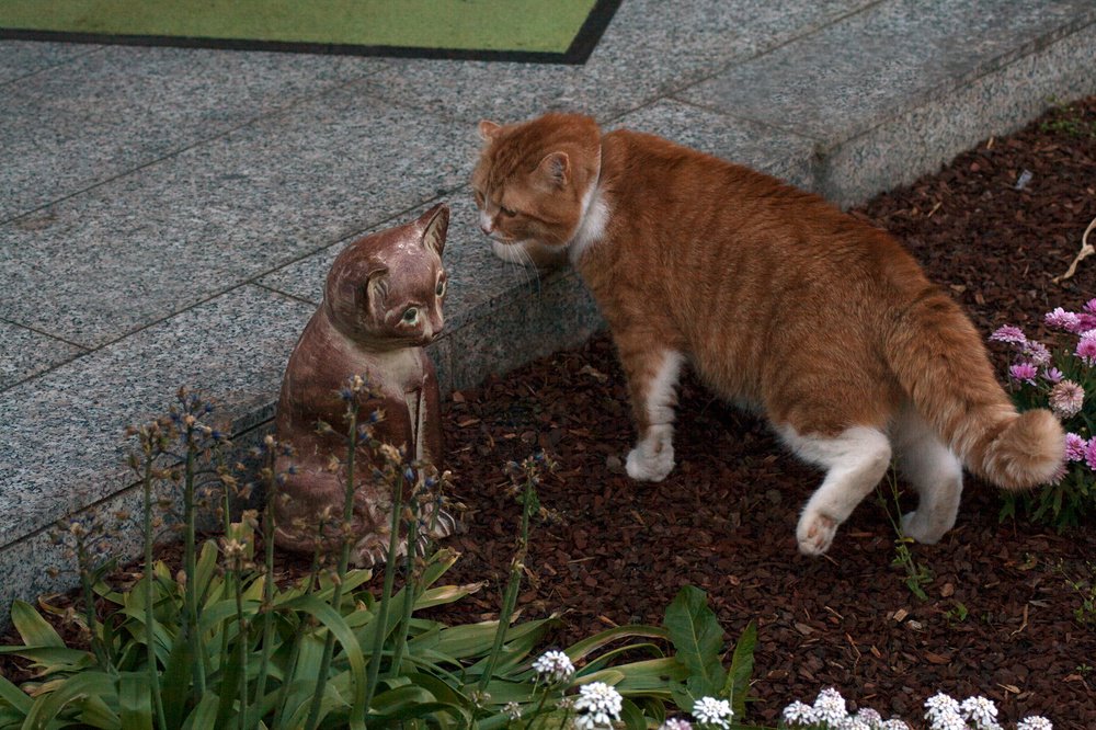 разрешите познакомится