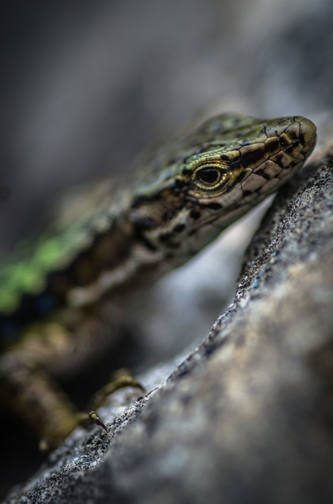 Фотография автора Константин Яковлев