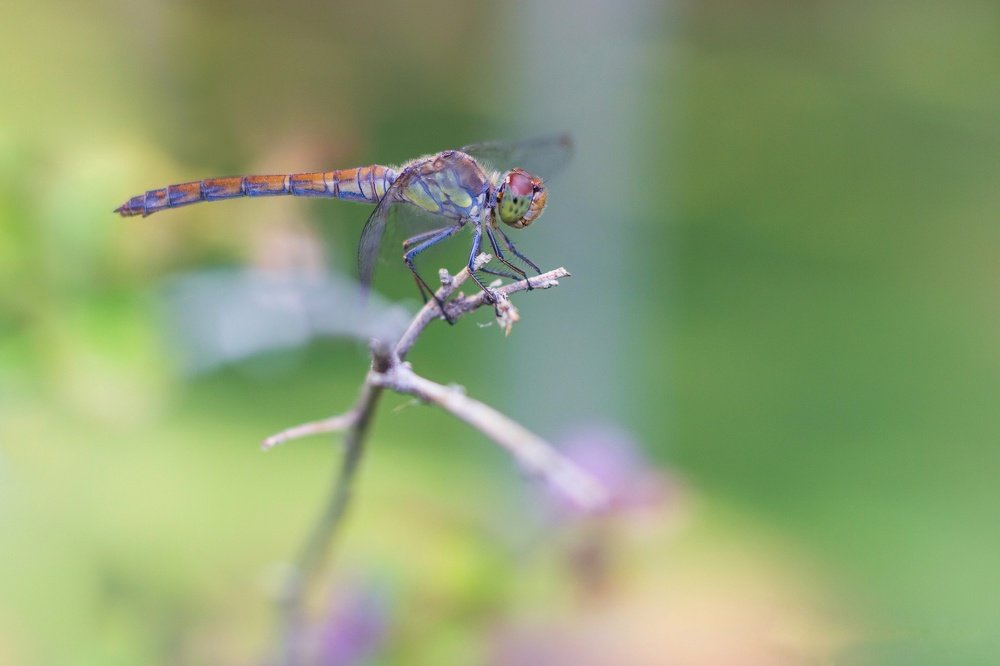 Dragonfly Macro Photography.