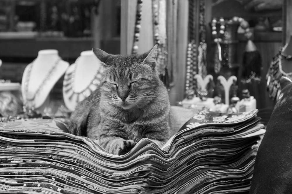 Кошка в Стамбуле