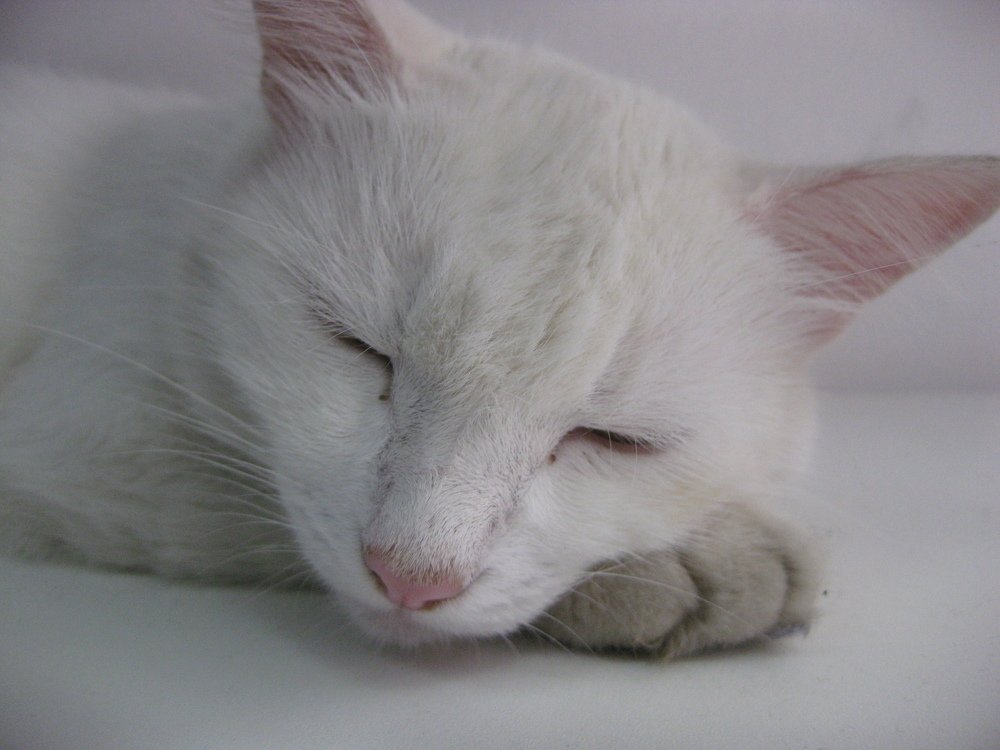 Photo #3392451