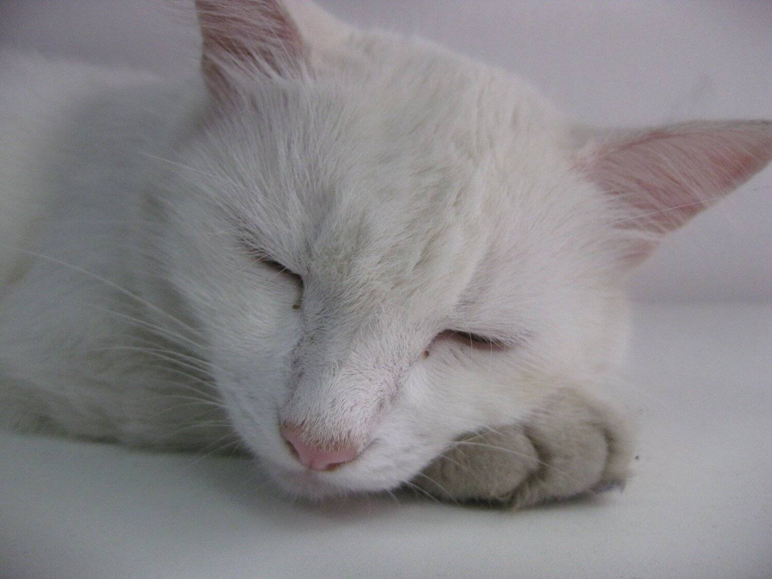 Photo #3392451