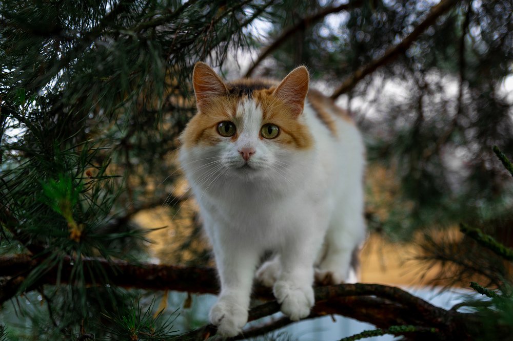 Кошка на сосне