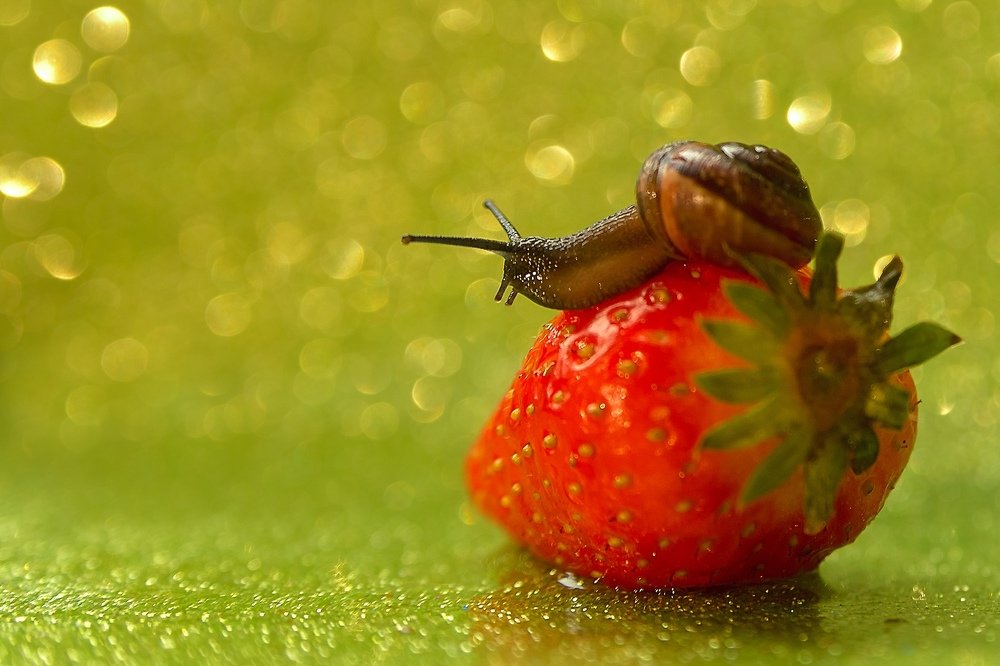 Улитка Вероника