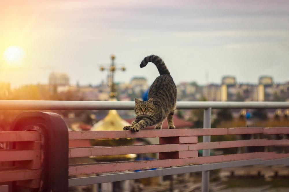 Потягушки