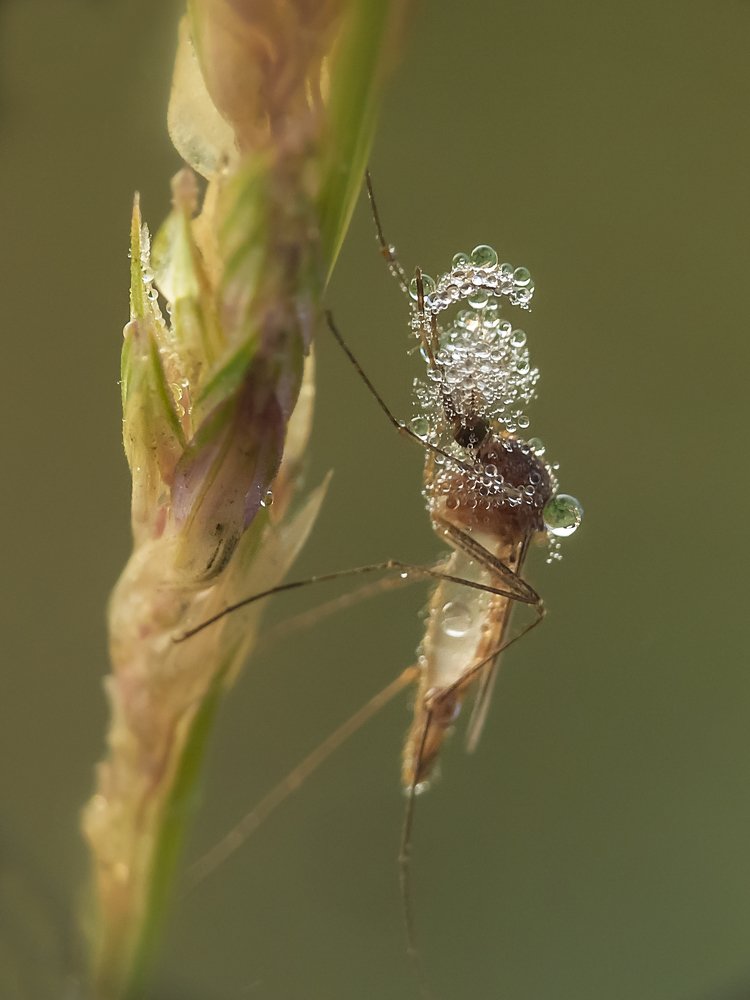 В утренней росе