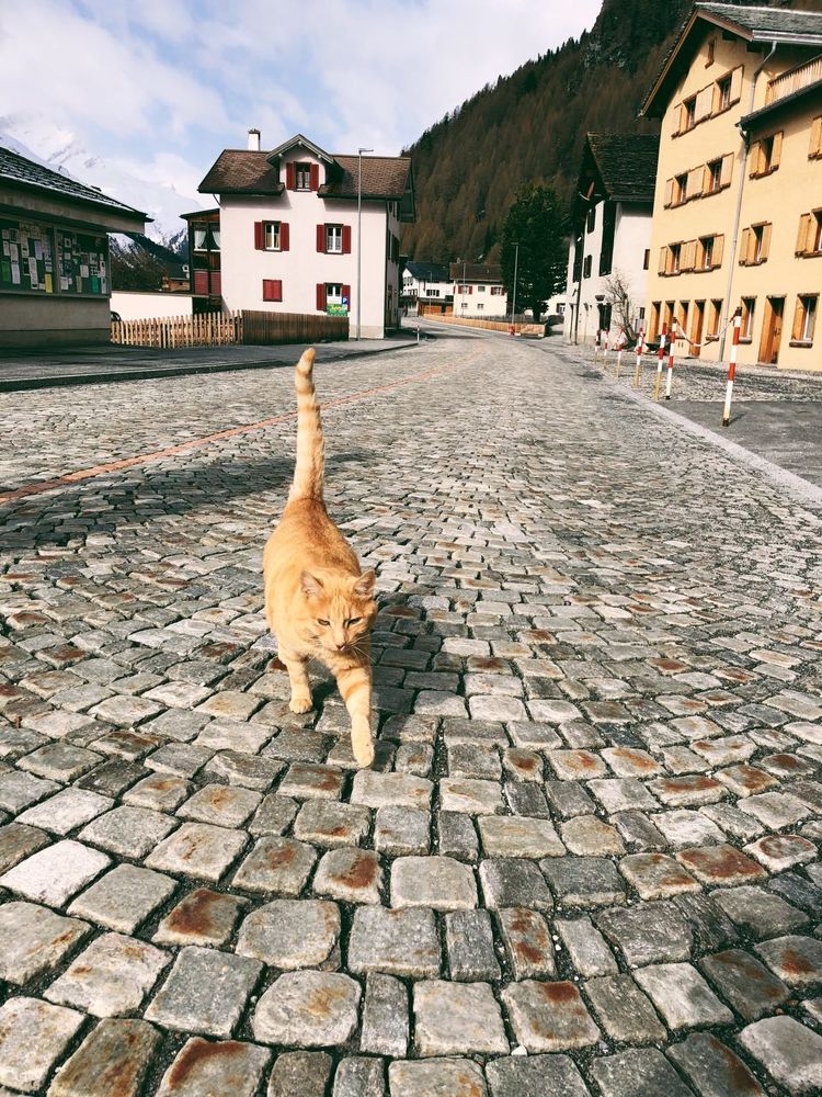 уличный кот